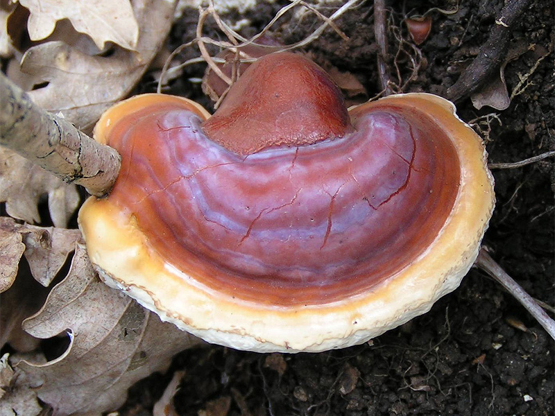 Foto jamur Ganoderma lucidum dengan tudung cokelat kemerahan mengilap